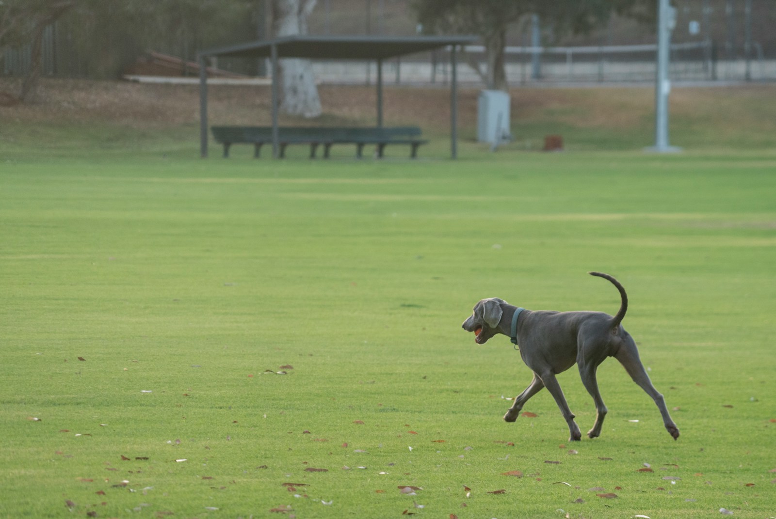 みかも喫茶のドッグランで愛犬と過ごすイメージ